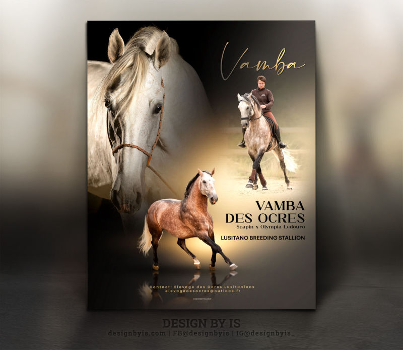Equine stallion advertising flyer