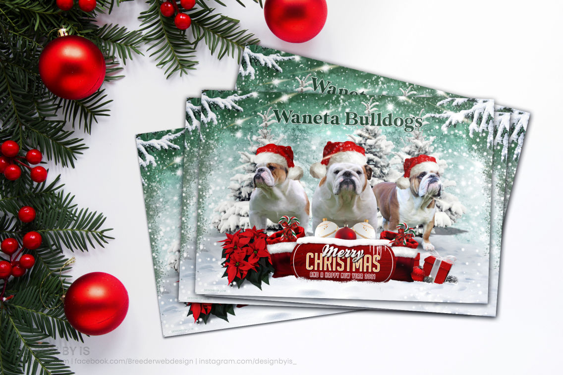 Custom Christmas Card design for bulldog breeder