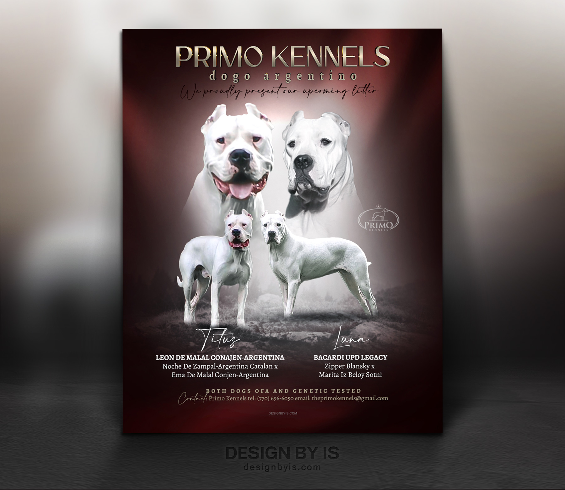 Custom dog presentation. Dog flyer 