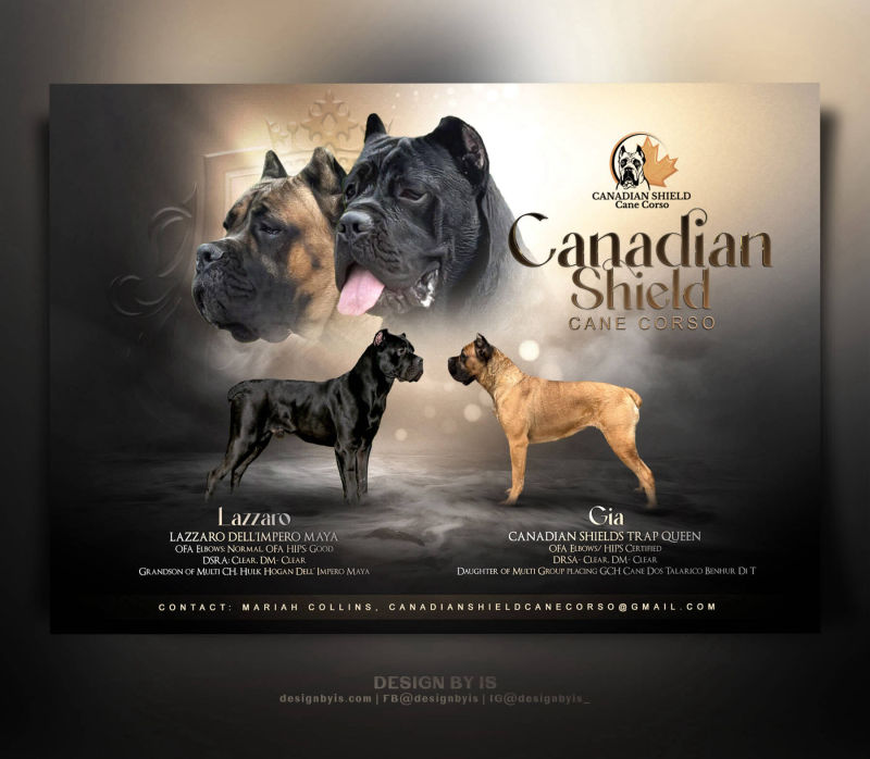 Cane Corso litter presentation