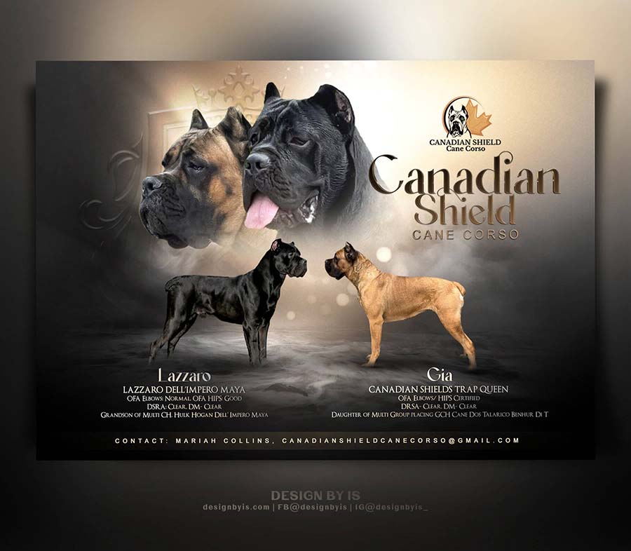 Cane Corso litter presentation
