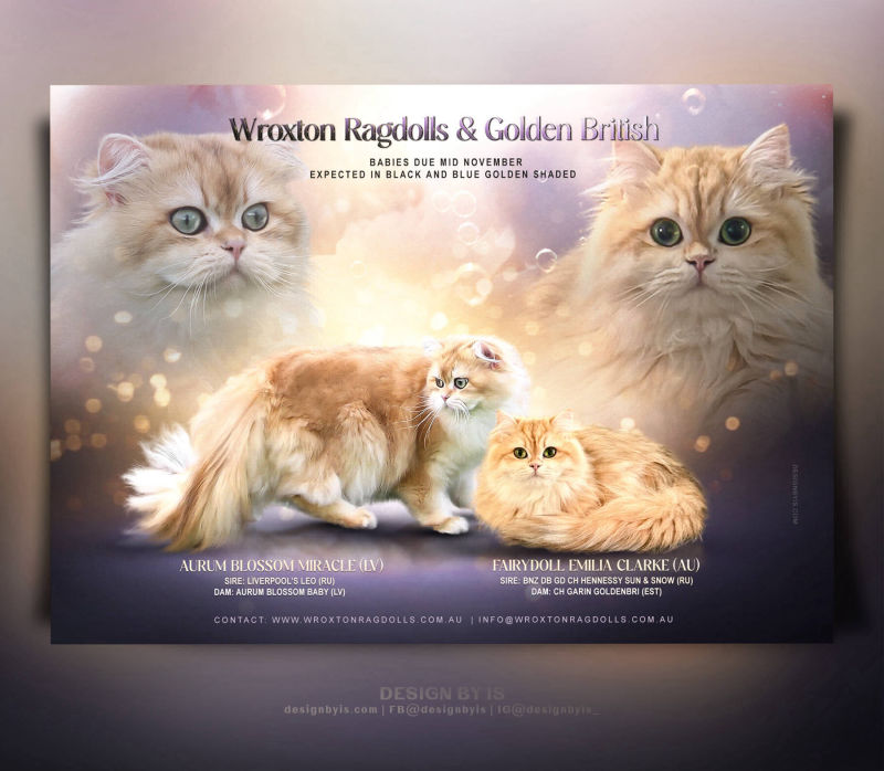 Siberian Cat litter presentation. Feline flyers
